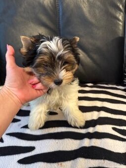 Biewer kluk, rodokmen FCI