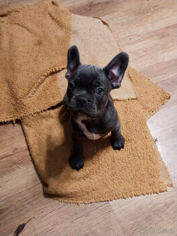 Francouzský buldoček