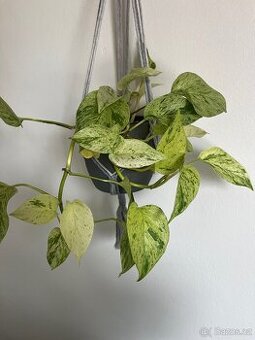Pothos snow queen, pokojovka