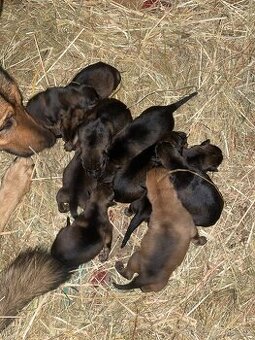 Rezervace štěňat – německý ovčák 🐾