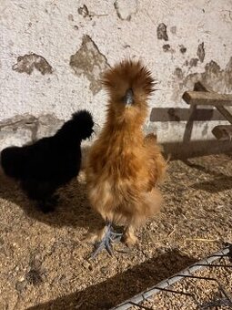 Hedvabnička velká vousatá