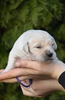 Zlatý retrívr štěňata s PP