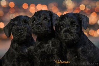 Knírač malý černý s PP