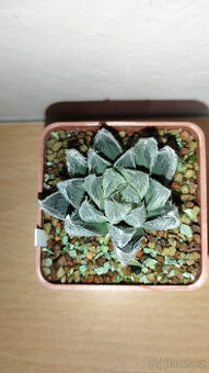 Haworthia Venusta ( sukulent )