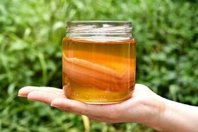 Kombucha + startovací nálev