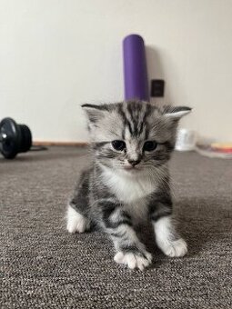 Britská-whiskas-koťátka