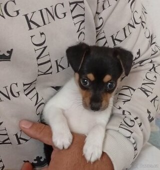 Jack Russell teriér kříženec