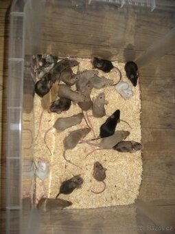 Prodám barevné Myšky a Myšáky- Mus musculus - 1