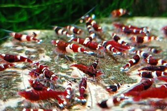 Krevetky - Caridina wine red. (10+2 zdarma)