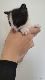 Kote
