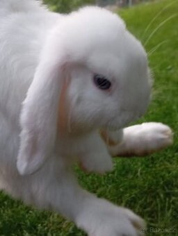 Králíci