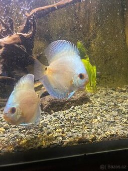 Discus (Terčovec)