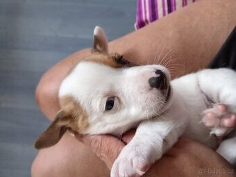 Jack russel teriér