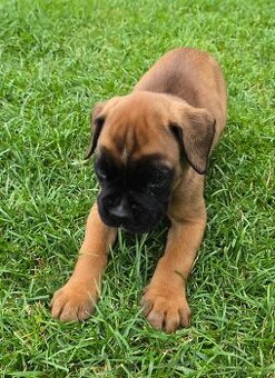 štěňátka německý boxer s PP/FCI