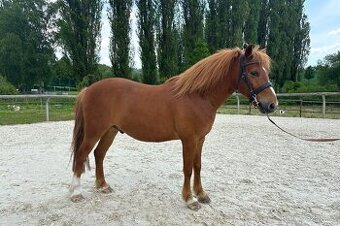 Český sportovní pony - ryzák valach