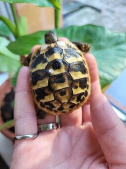 Želvičky zelenavé a žlutohnědé