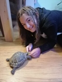 Hledám společnici pro samce želvy zelenavé