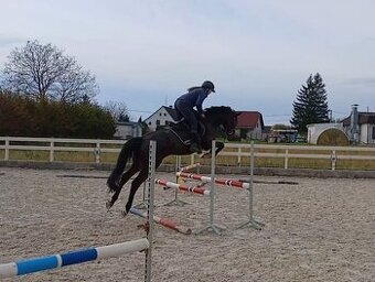 Sikovny valach po Eldorado