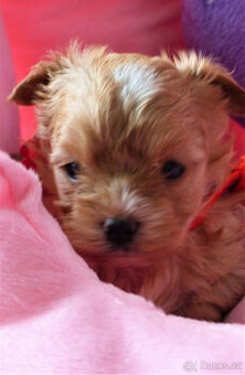 Luxusní holčičky golddust s PP- blondýnky jorkšírský terier