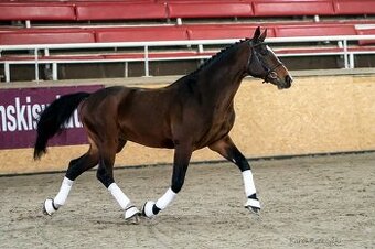 Koupíme mohutného koně