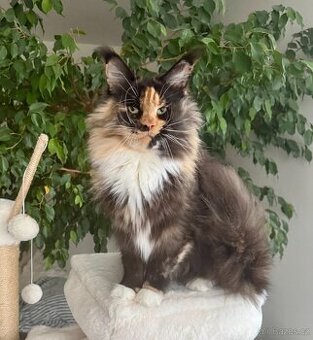 Mainská mývalí starši kočičky s PP