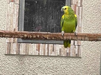 Amazoňan modročelý xanthopteryx