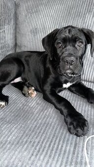 Štěňátka Cane Corso