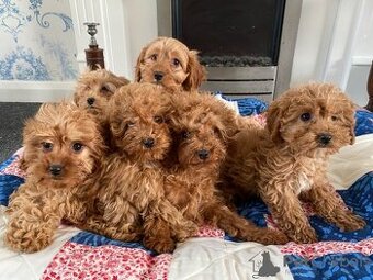 Cavapoo