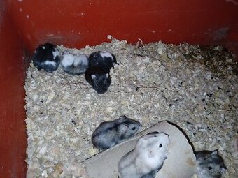 Křečík Džungarský