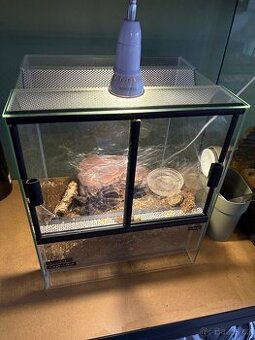 Samice tliltocatl albopilosum včetně terária