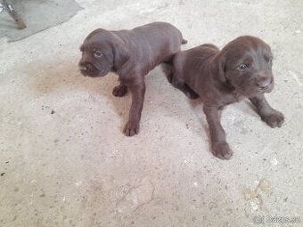 Prodám štěňátka labrador retriever