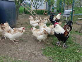 Faverolka velká -násadová vejce