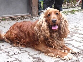 Zlatý kokršpaněl - daruji