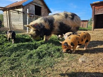 Kune kune s PoP i bez