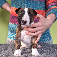 Anglický Bulteriér s PP / Bullterier, bullterrier