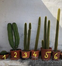 Různě velké kaktusy a sukulenty - 1