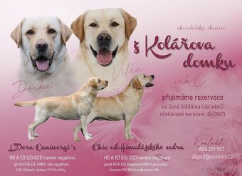 Labradorský retrívr s PP