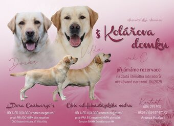 Labradorský retrívr s PP