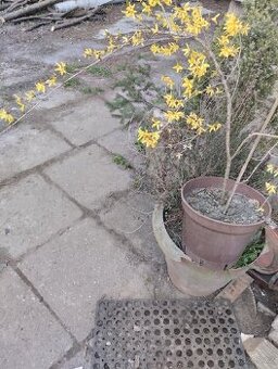 Forsytie nana