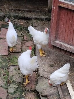 Kohouti leghorn