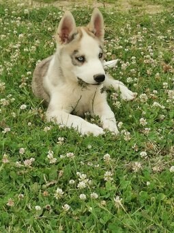 Sibiřský Husky - štěňátka