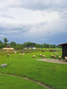 Jehně/ovce
