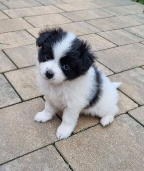 Papillon/Pomeranian