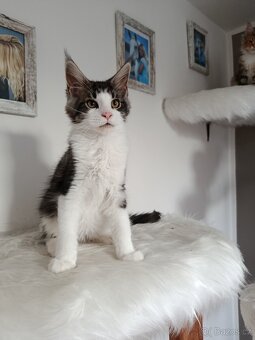 Mainská mývalí s PP