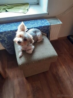 yorkshire terrier biewer krytí