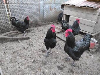 Australka velká černá