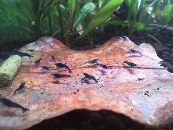 Modré krevetky "Blue dream"