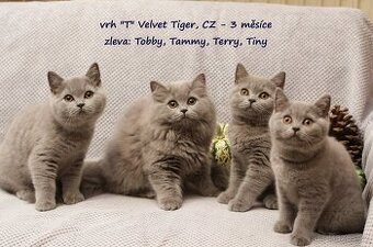 Britská modrá koťátka vrhů T + U s PP