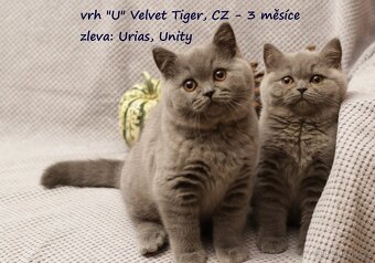 Britská modrá koťátka vrhu U s PP