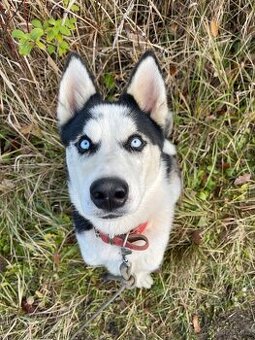 HUGO - Sibiřský husky - štěně 7 měsíců